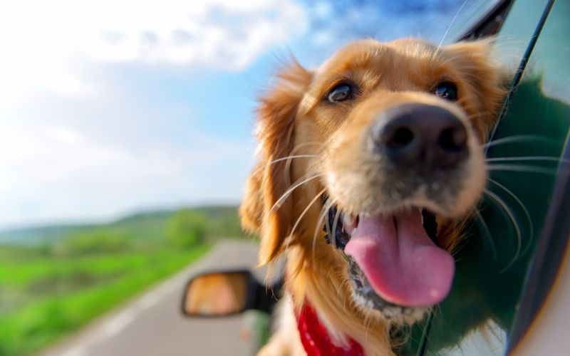Driving With Dogs Can Cause �1,816 in Damage