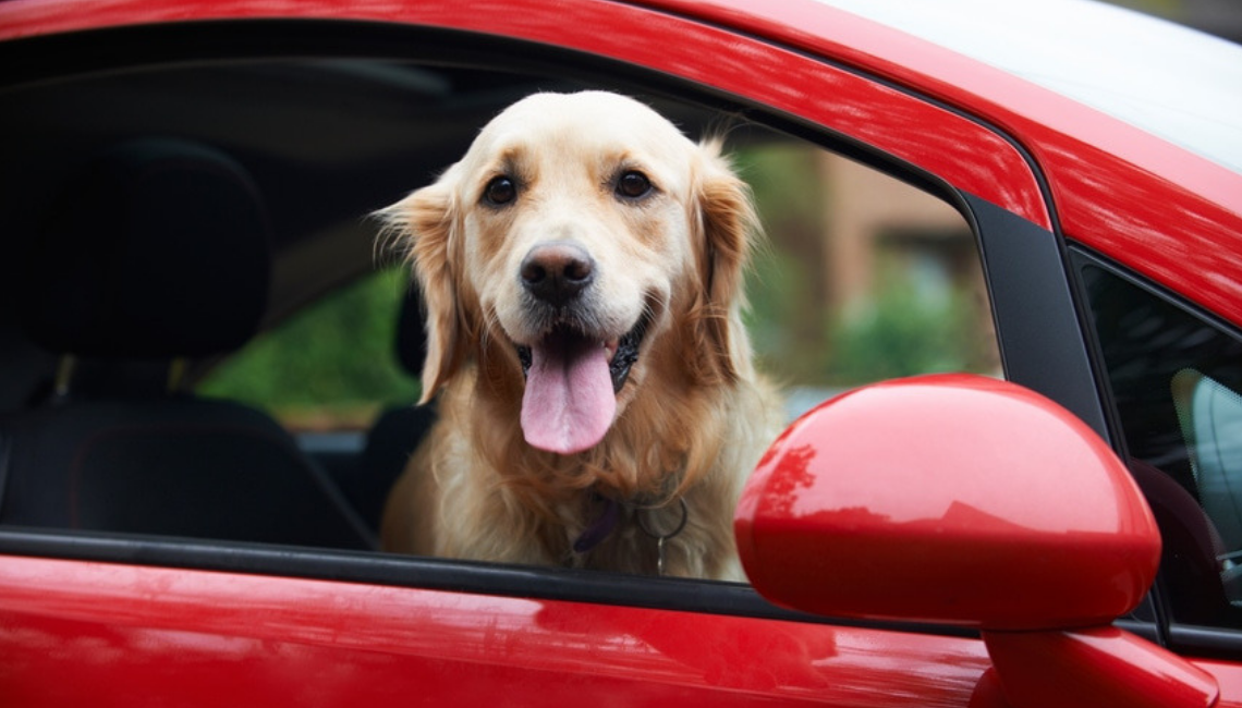 Dog in car in heatwave blog